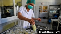 Egy laborasszisztens kézikocsira rakja az anyatejet a Heim Pál Gyermekkórház Madarász Viktor utcai Anyatejgyűjtő Állomásán 2013-ban