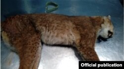 Угинатиот рис на патот Кичево – Охрид. Извор: Македонско еколошко друштво. 