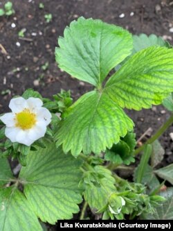 მარწყვი