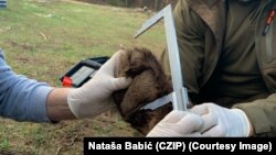 Matja e dimensioneve të putrës së një ariu të murrmë në Mal të Zi.