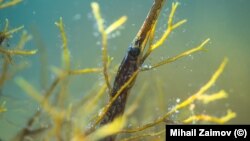 Една от фотографиите на живите организми в Черно море, част от изложбата "Черноморски портрети" на Михаил Заимов