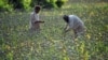 Afghanistan -- Opium poppy farmers score poppies during a harvest in Sistani, Helmand Province, 05May2011
