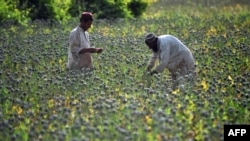 Afghanistan -- Opium poppy farmers score poppies during a harvest in Sistani, Helmand Province, 05May2011
