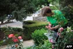 Ariana Nikolla duke mbledhur petalet e trëndafilit në Përmet.