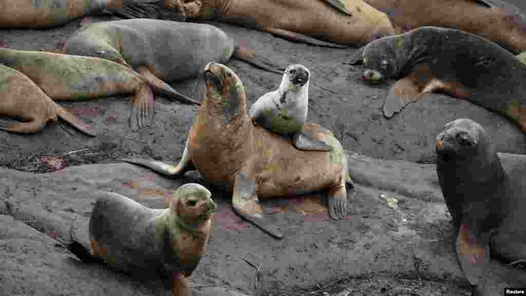 A klímaváltozás és a túlhalászás miatt a Peru és Chile csendes-óceáni partvidékén kolóniákban élő oroszlánfókák és Humboldt-pingvinek is veszélybe kerültek. A területet kutató biológusok szerint a Humboldt-pingvinek száz éven belül kihalhatnak, ha nem fokozzák a védelmüket