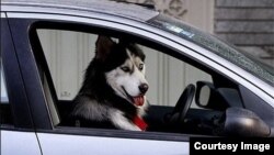 فرمانده پلیس تهران بزرگ میگوید که حمل سگ در داخل خودروی شخصی نیز ممنوع است.