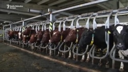 Jusuf otvorio, a država bi mogla zatvoriti mljekaru u Kozarcu