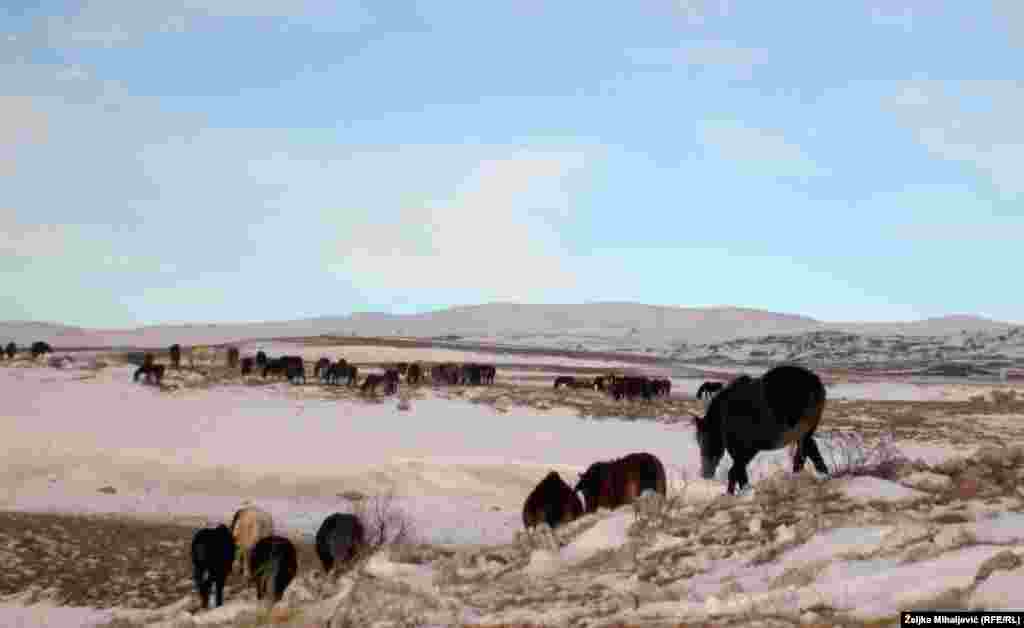 Bosnia and Herzegovina, Livno, Wild horses near town Livno, southwest Bosnia, January 17 2021.