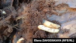 Личинка пальмового долгоносика