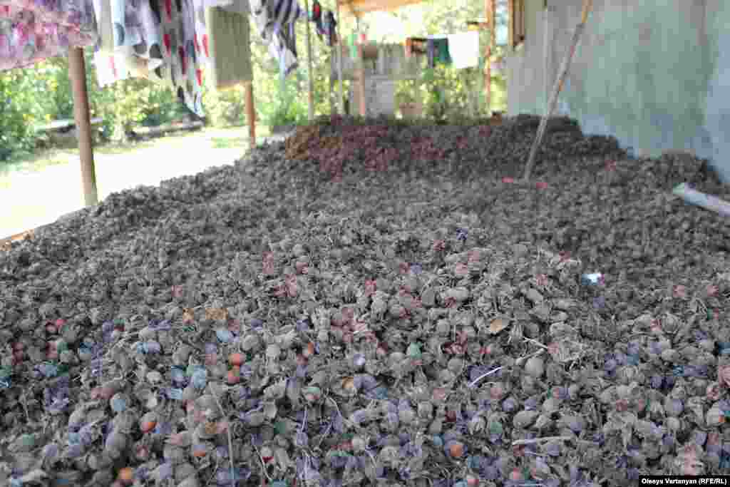 თხილის მოსავალი, ნაბაკევი