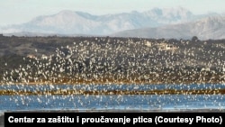 Park prirode Ulcinjska solana