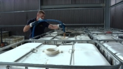 Nga kuzhina në vetura, vaji i ricikluar ruan ambientin