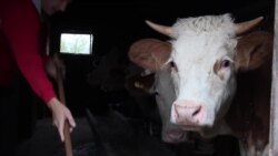 Esnaf i njegovo stado