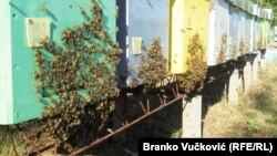 "Najčešće se u med šećerni sirup, a sve prevare na tržištu hrane su motivisane zaradom", kaže profesorka Opsenica.