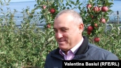 Iurie Fala, directorul executiv al „Moldova Fruct”, într-o livadă a asociației, din Coșernița, Criuleni