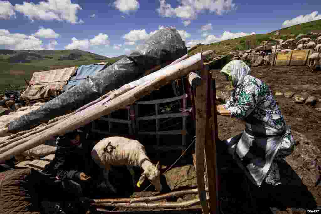 Бајрам Баље (лево) обележува овци во неговата колиба на Шар планина.