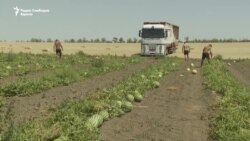 Земјоделството под оган: Напади на руски дронови врз полиња со лубеници во регионот Херсон