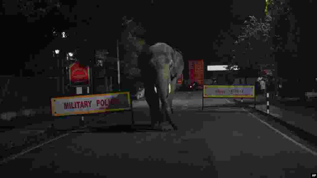 A természetvédők azt kérték az indiai kormánytól, hogy a településeken hozzanak létre folyosókat, ahol az elefántok biztonságosan át tudnak kelni, hogy az edőben keressenek élelmet maguknak