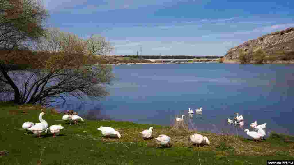 Домашние гуси щипают травку на противоположном берегу