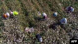 Люди на хлопковом поле во время уборки урожая. Хотан, провинция Синьцзян.