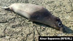 Өлген итбалық. Маңғыстау облысы Түпқараған ауданы, 9 қараша, 2024 жыл. Азаттық архивіндегі фото.