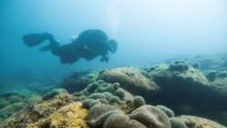 Visoke temperature prijete najvećem koraljnom grebenu u Hrvatskoj i Sredozemlju