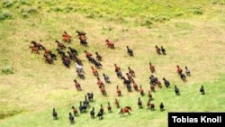 Krdo konja, ilustrativna fotografija