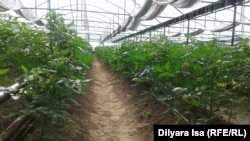 Саженцы в теплице. Шымкент, 5 апреля 2016 года.