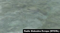 Нафтени дамки во Охридското езеро 