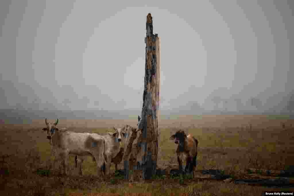 Bagëtitë pranë një trungu të thatë në Labrea, shteti i Amazonës, Brazil, shtator 2024.