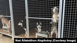 A 2009 óta működő Noé Állatotthonban jelenleg közel ezer állatról gondoskodnak.