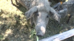 Кучеряві свинки та леквар – особливості закарпатського еко-туризму