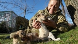 Зубков в тяжелом состоянии: напал лев из Мариуполя? (видео)