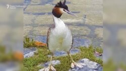 Короната коси, а природата се буди