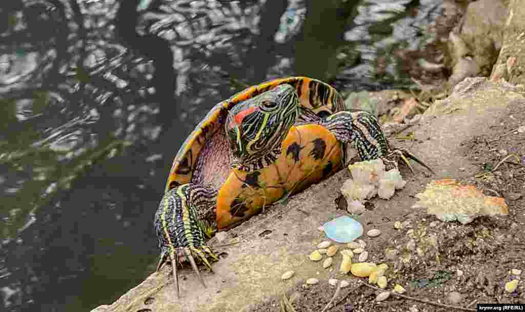 Вылезла из того же пруда на берег черепаха &ndash; то ли просто погреться на солнце, то ли только полакомиться принесенными дарами посетителей