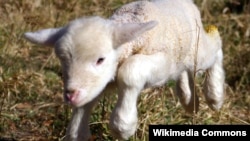 Намален извозот на јагнешко во Грција.