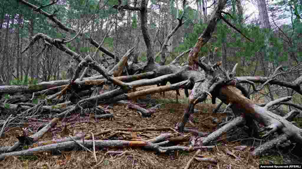 Упавшая старая сосна имеет сказочный вид