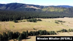 Част от гората край Говедарци вече изчезва