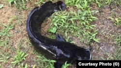 Somnul african e considerat un pericol pentru fauna din Delta Dunării. Specialiștii cer măsuri urgente pentru capturarea sa.