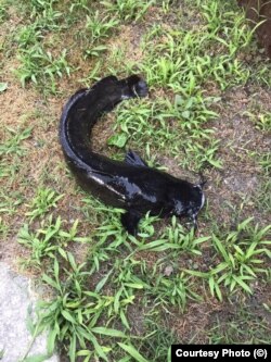 Somnul african, scăpat accidental în Deltă.