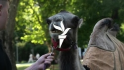 Tevekaraván Budapesten az elsivatagosodás ellen 