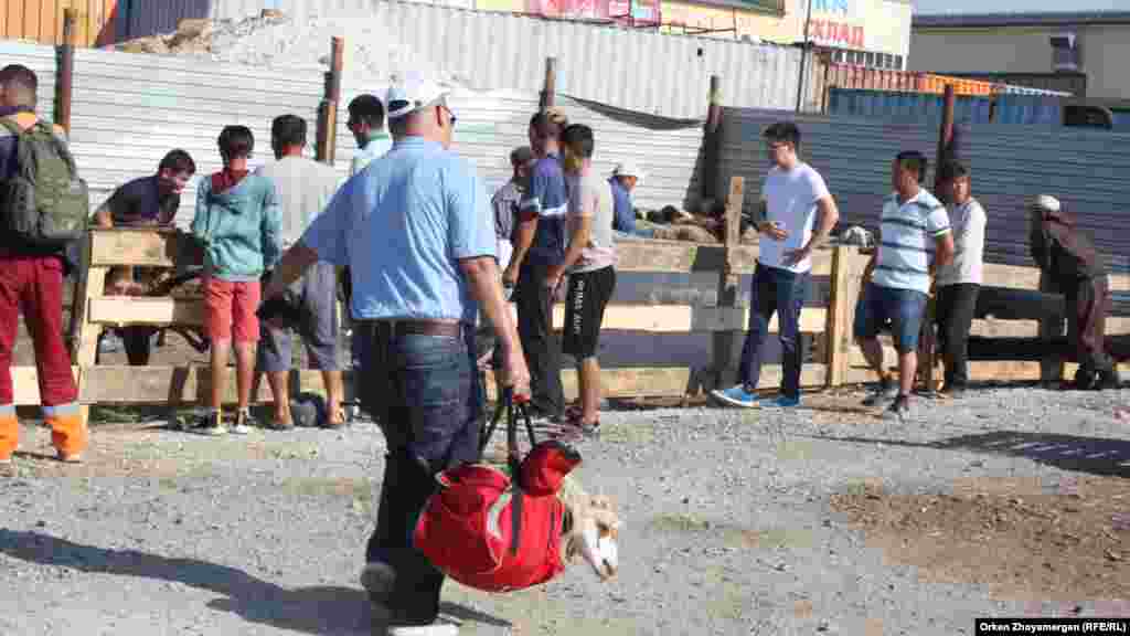 Мужчина несет в сумке живую овцу.