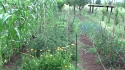 Organska poljoprivreda za početnike