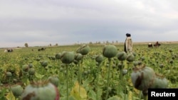 ۲۱ولایتونو کې کوکنار کرل کېږي.