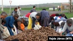 Ingyenes krumpliosztás Halmajban 2005-ben