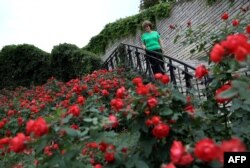 Ariana Nikolla shihet në një kopsht publik me trëndafila në Përmet.