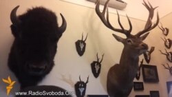 Опудала оленя, зубра та кабана знайшли євромайданівці у кабінеті Добкіна