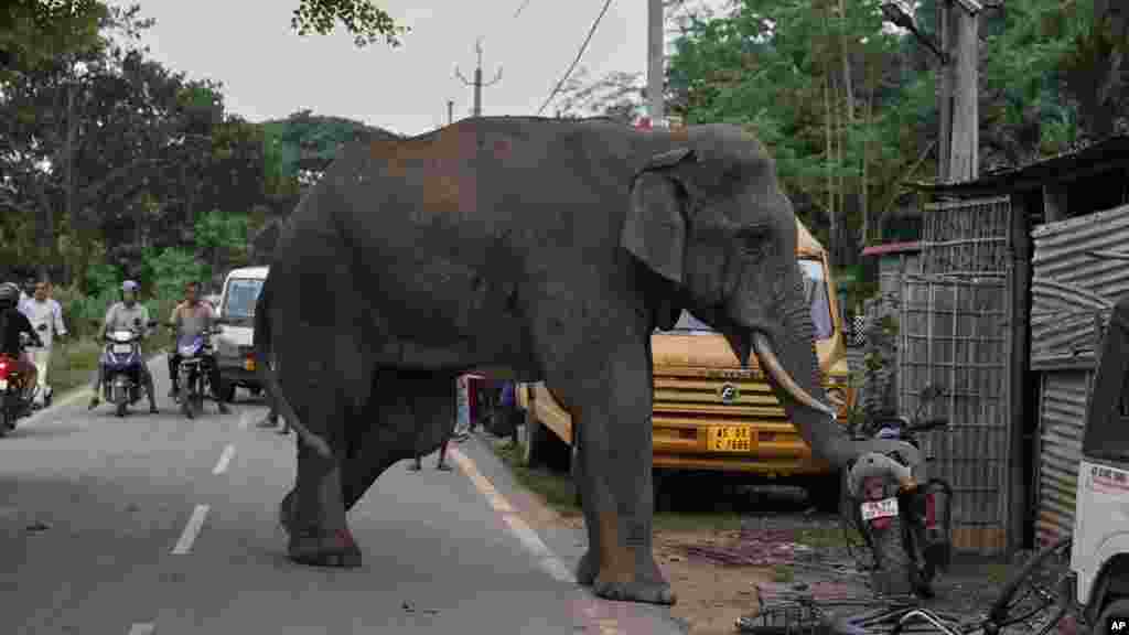 Természetvédők szerint az emberek felelősek azért, hogy az elefántok természtes élőhelye egyre kisebb