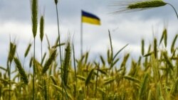 Câmp de orz din zona Kievului, 23 iunie 2022