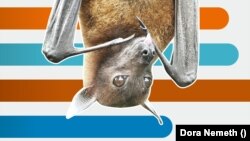 Mit gondolnak az európaiak a koronavírus eredetéről?